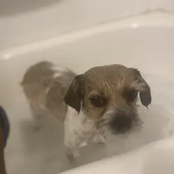 small terrier-type mix Shih Tzu/terrier mix