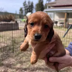 Puppy