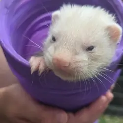 Ferrets for sale plus cage