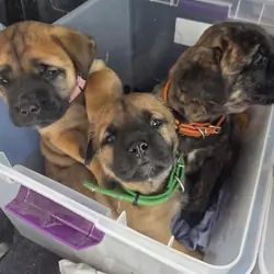 Beautiful Bull Mastiff Puppies Ready
