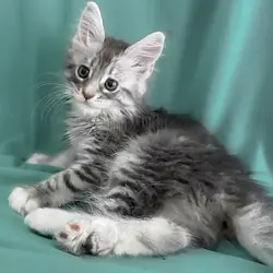 Maine coon kittens