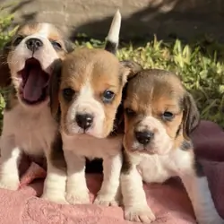 Gorgeous Beagle Puppies Standard