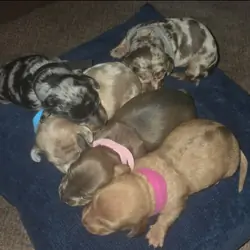 3 purbred mini dachshunds available
