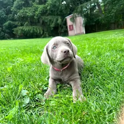 Silver Labrador Retrievers