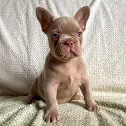 Gorgeous Black/ White French bulldog puppy Needs a