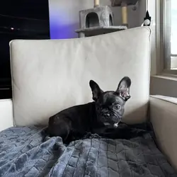 French Bulldog Puppy