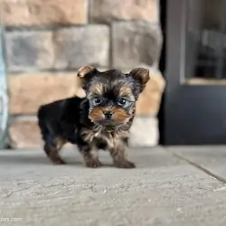 Yorkshire terrier