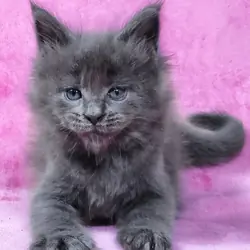 Maine coon