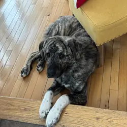 11 month old Spanish Mastiff / Great Pyrenees Mix
