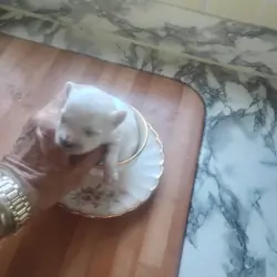 Purebred Maltese puppy