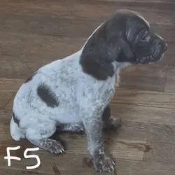 GERMAN SHORTHAIR POINTER PUPPIES