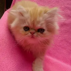 MULTIPLE Pure-Bred Flat-Face Persian Kittens