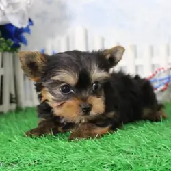 Yorkie