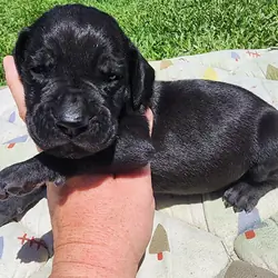 AKC Great Dane Black Male