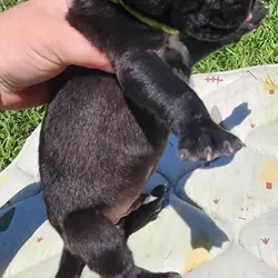 AKC Great Dane Black Male green collar