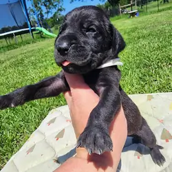 AKC Great Dane Black Female