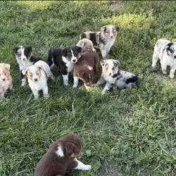 Australian Shepherd Puppies