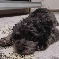 3 yr old Fully house trained Mini schnoodle pup