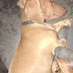 Miniature Dachshund