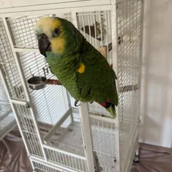 Amazon parrot