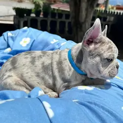 The very best of Frenchie puppy you can get