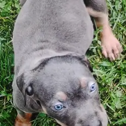Puppies xxl pitbull