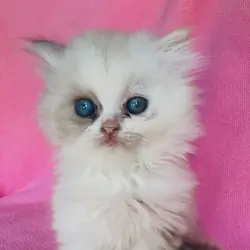 Doll face/ Flat-face Persian Kitten MIX