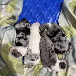 Aussie/Collie Mixes