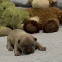 French Bulldog Puppies