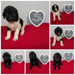 F1b Goldendoodles
