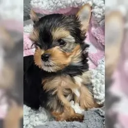 Adorable Yorkshire Terrier puppies