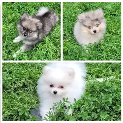 Pomsky puppies