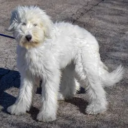 Labradoodle