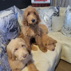 Labradoodles