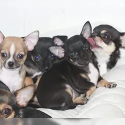 Chihuahua puppies