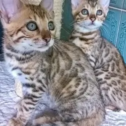 Bengal Cats