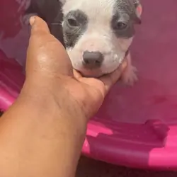 Blue nose pitbull puppies