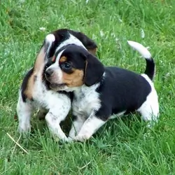 Awesome Beagle puppies ready to go out now.