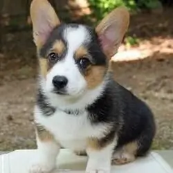 Sweet Male and female Pembroke Welsh Corgi Puppies