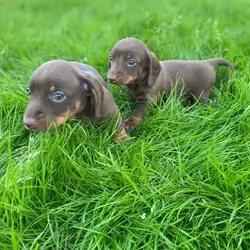 Dachshund Females and Males
