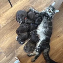Maine Coon Kittens for Adoption