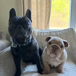 Purebred English Bulldog Puppies