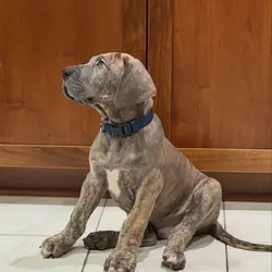 Two Great Danes pups