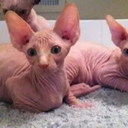 Beautiful Blue Sphynx Boy and girl
