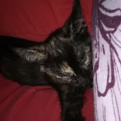 Super cute kitty