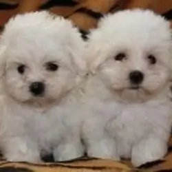 Maltese Puppies in need of a new home