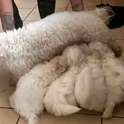 full of life MALTESE