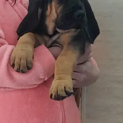 Available Bloodhound Puppies