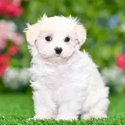 Maltese