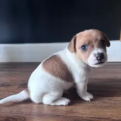 3 gorgeous Jack Russell puppies